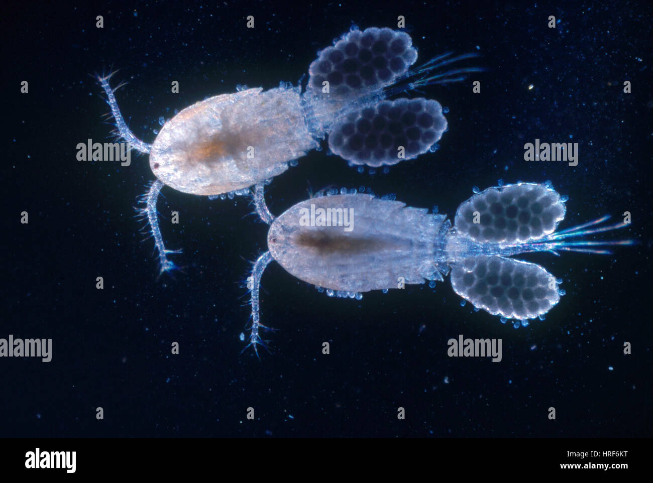 Copepods with Eggs, LM Stock Photo