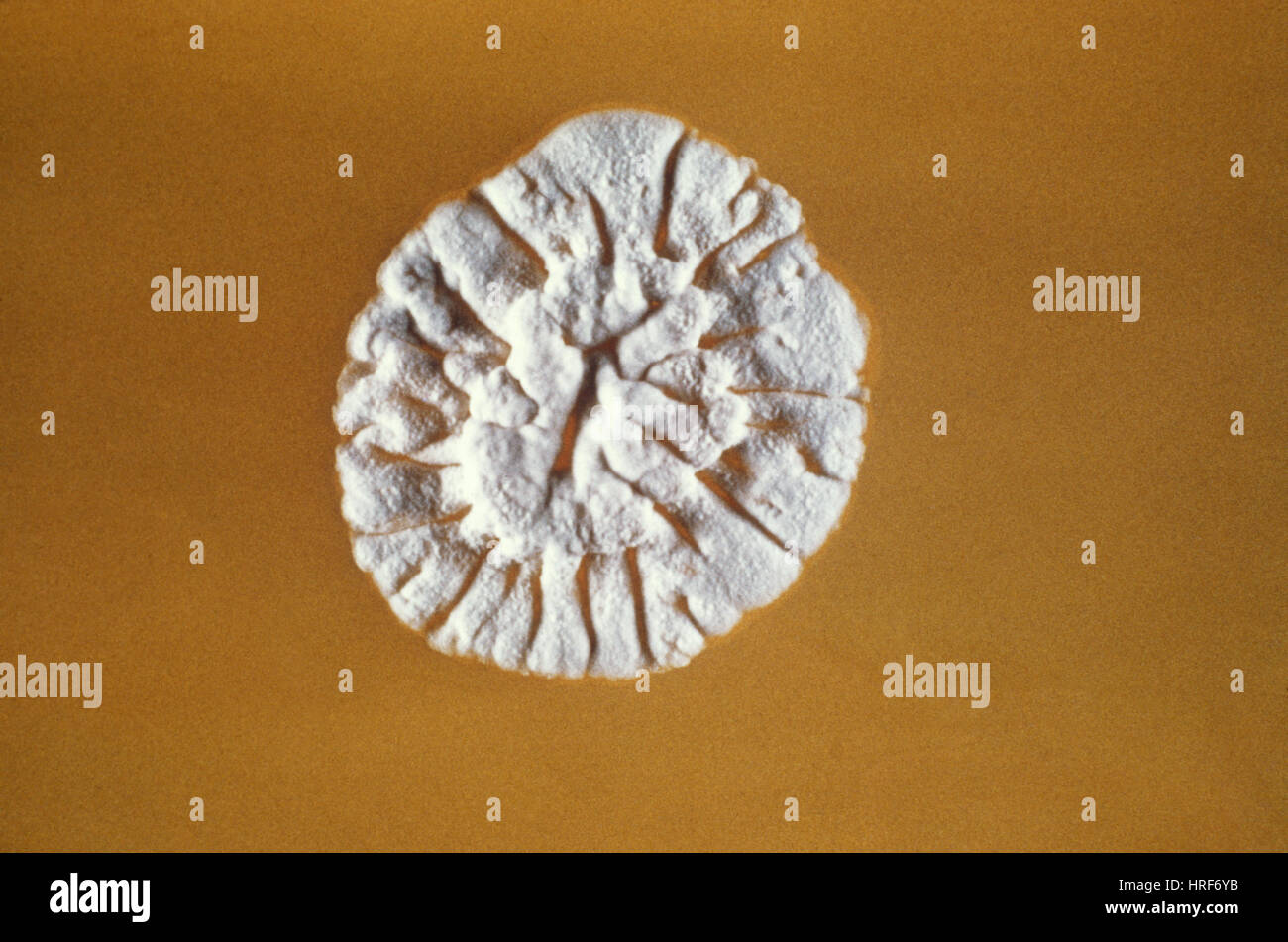 Streptomyces culture Stock Photo Alamy