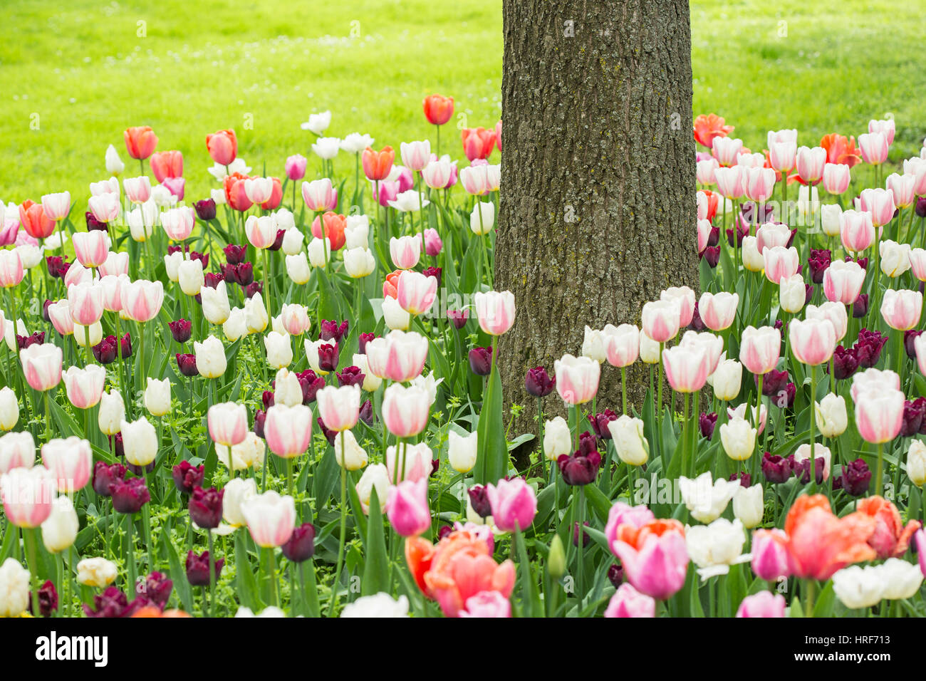 The tulips garden  at Pralormo castle, Torino, Piedmont, Italy Stock Photo