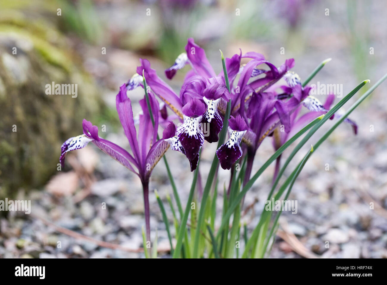 Iris reticulata 'Spot On' flowers Stock Photo Alamy