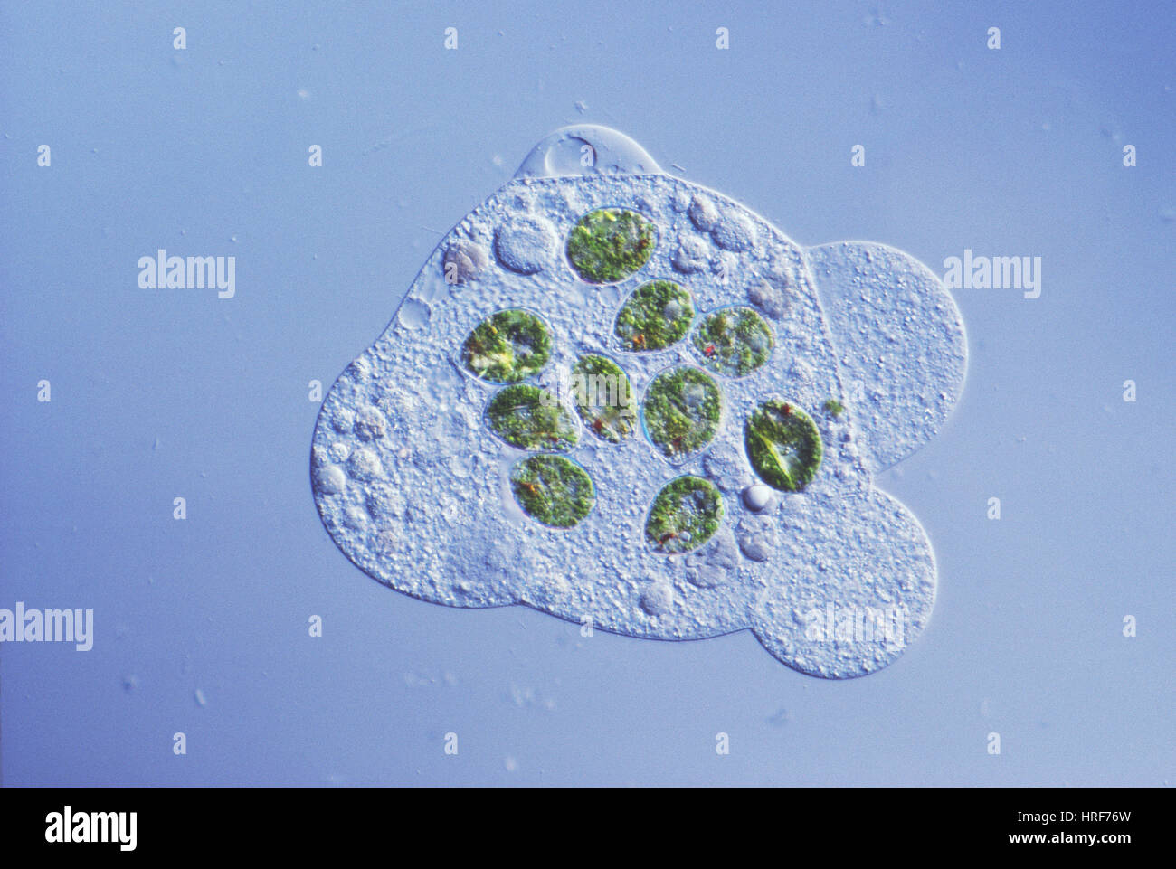 Freshwater Protozoa Stock Photos & Freshwater Protozoa Stock Images - Alamy