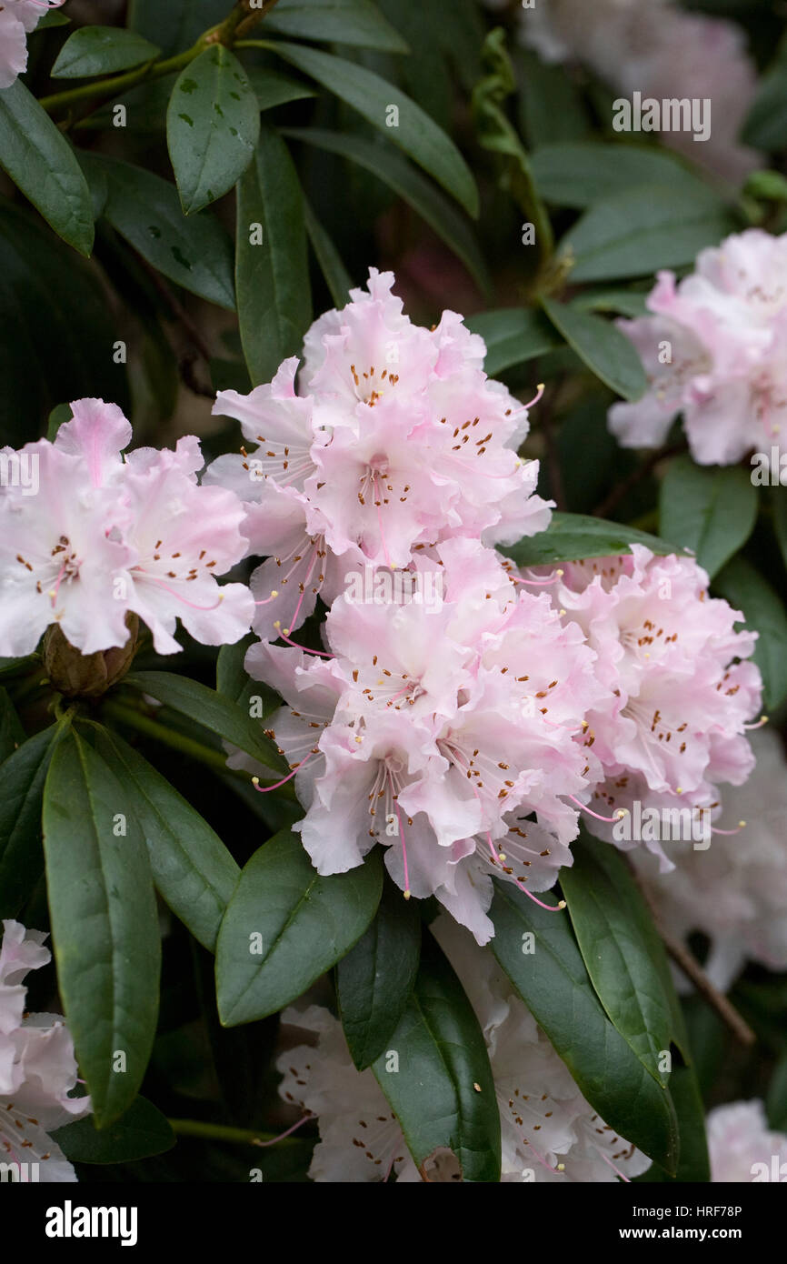 Rhododendron 'Christmas Cheer' flowers in Early Spring. Stock Photo
