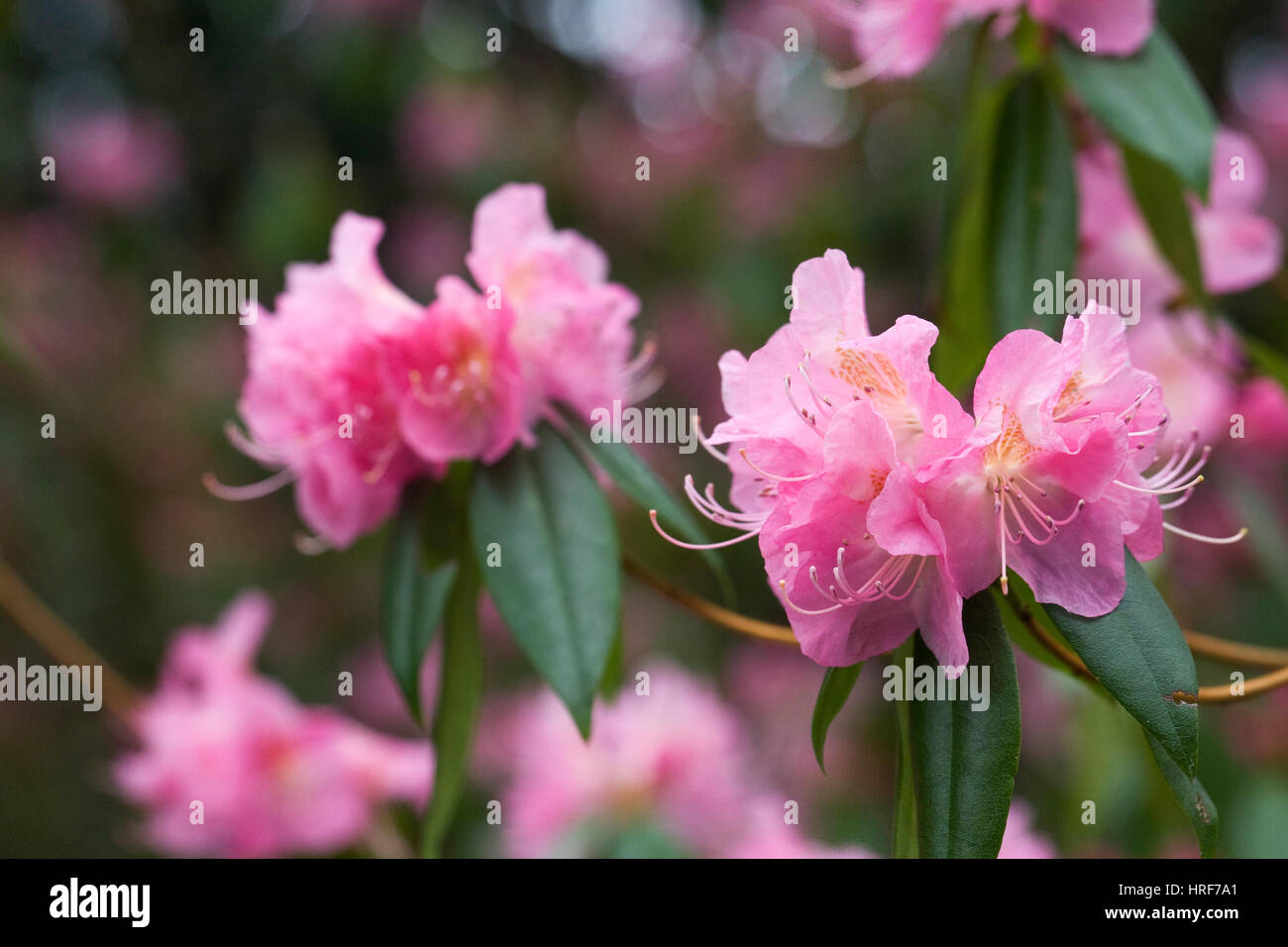 Rhododendron Airy Fairy flowers in Early Spring, Stock Photo