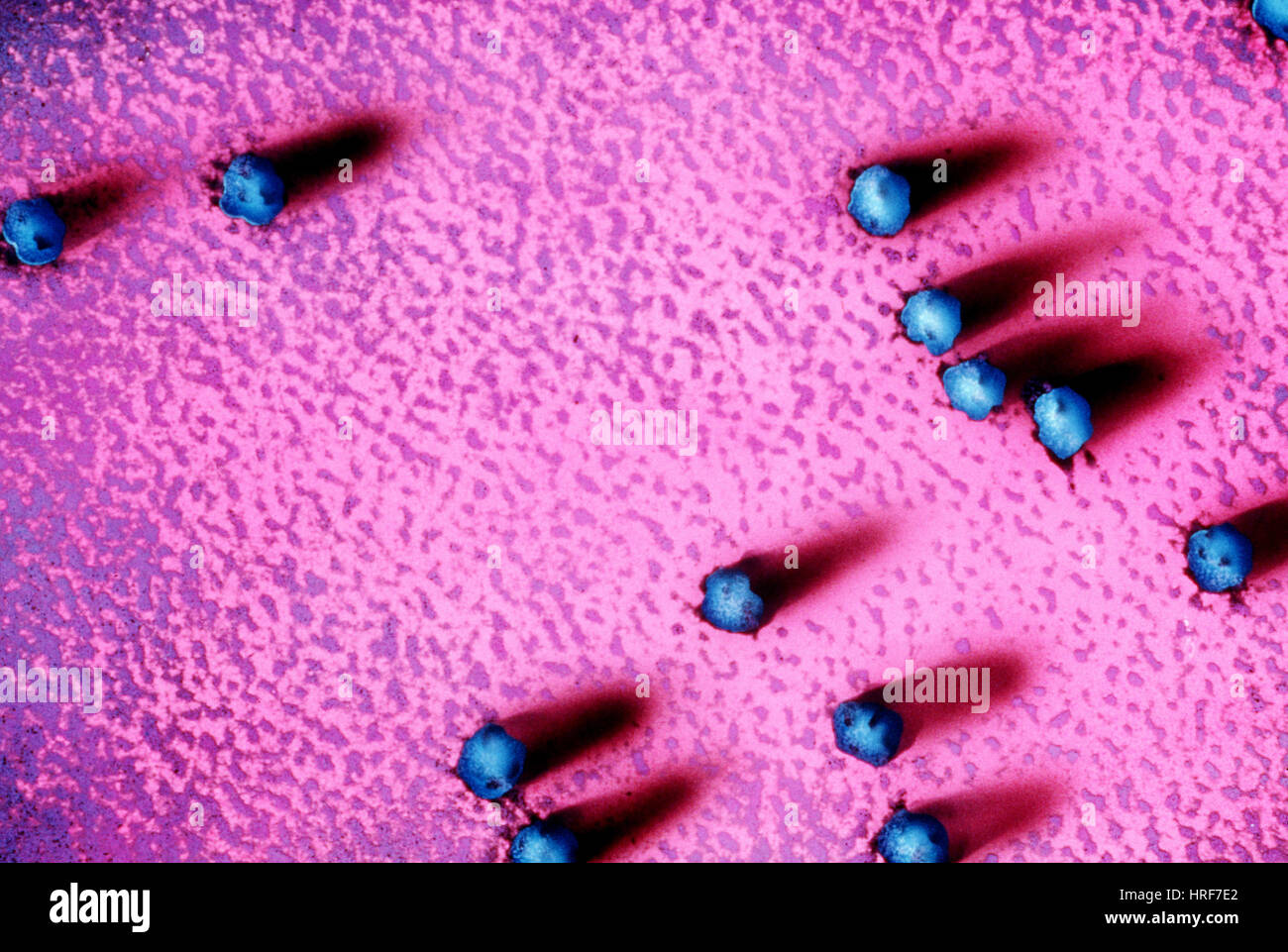 Ribosomes More Than Just Grey The Color Debate Ends Here - 7ghx0mx