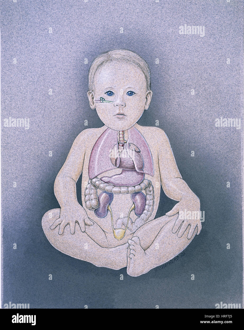 Anterior view of child Stock Photo - Alamy
