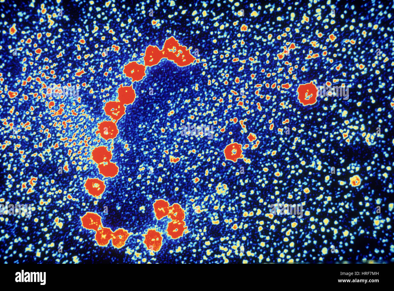 Ribosome High Resolution Stock Photography and Images - Alamy
