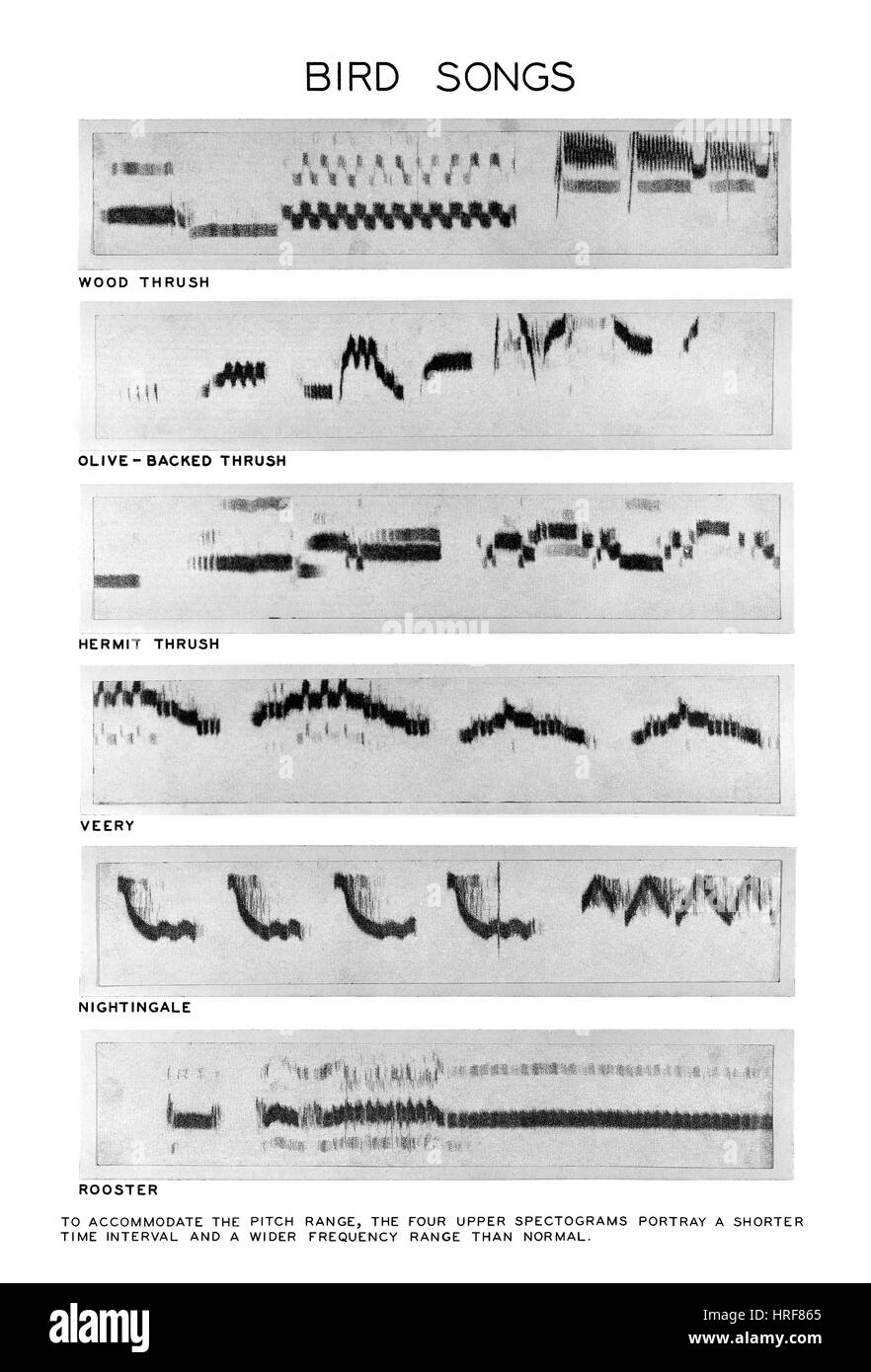 Spectrograms Stock Photo