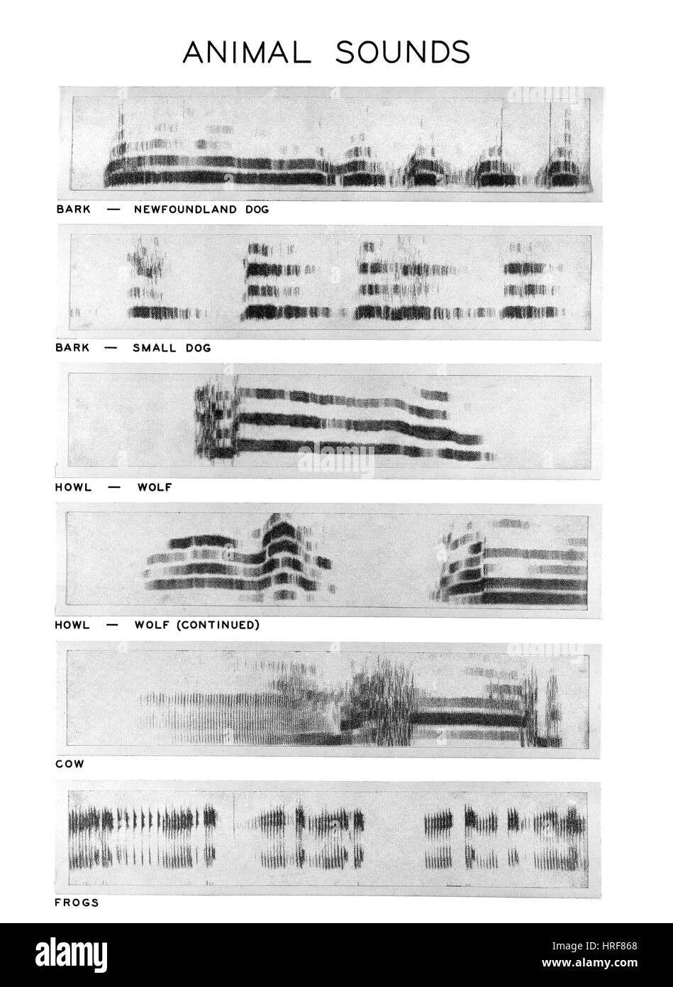 Spectrograms Stock Photo