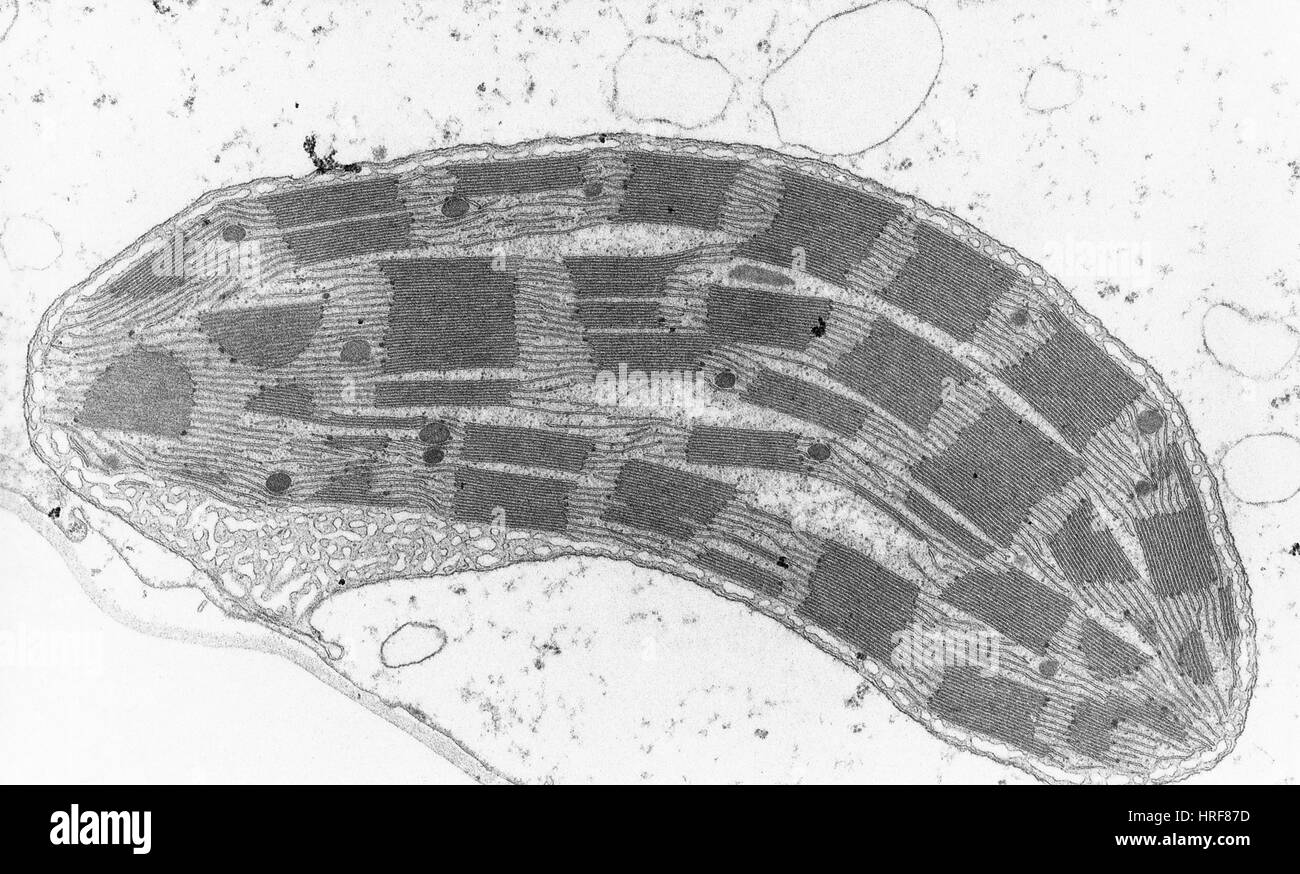 Chloroplast Scanning Electron Microscope