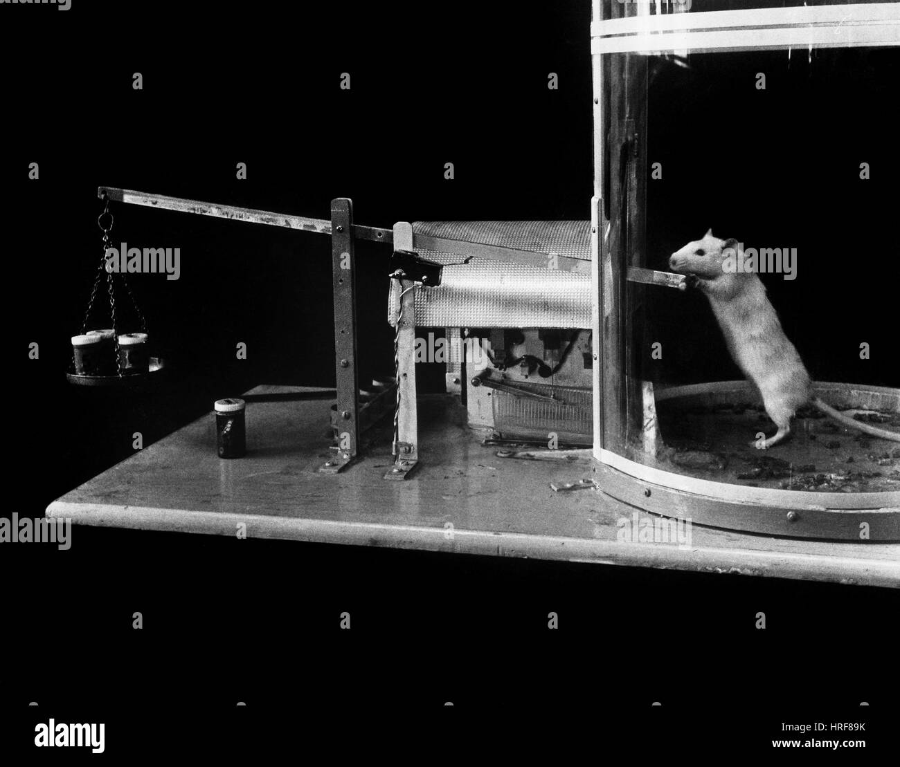 Animal Testing, Lab Rat Stock Photo