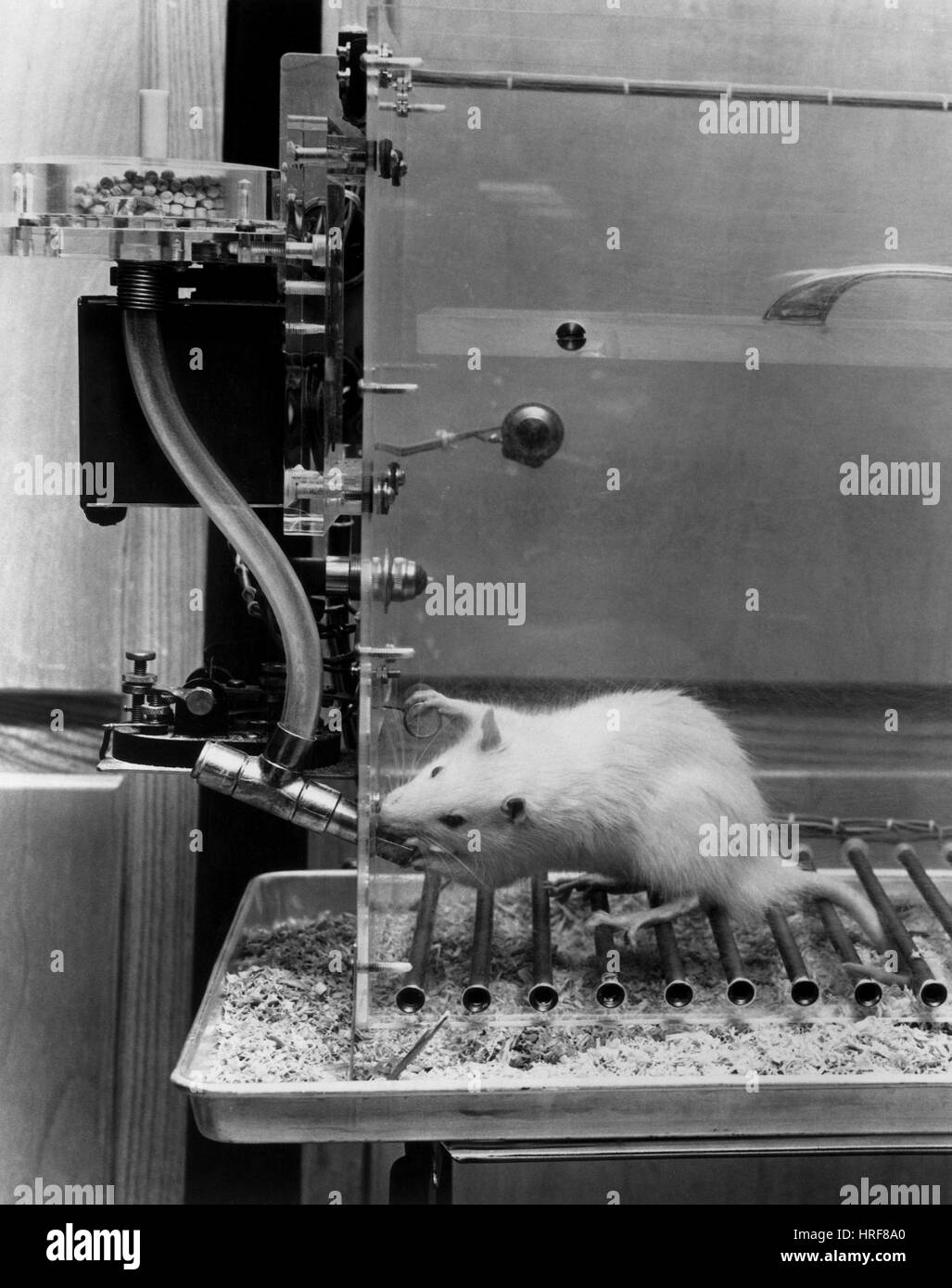 Animal Testing, Behavioral Research Stock Photo