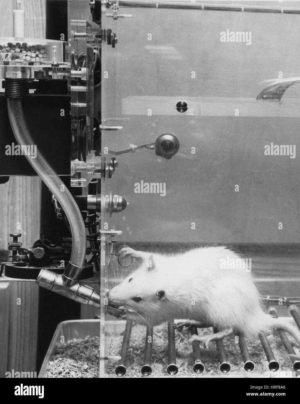 Animal Testing, Lab Rat in Climate Chamber Stock Photo
