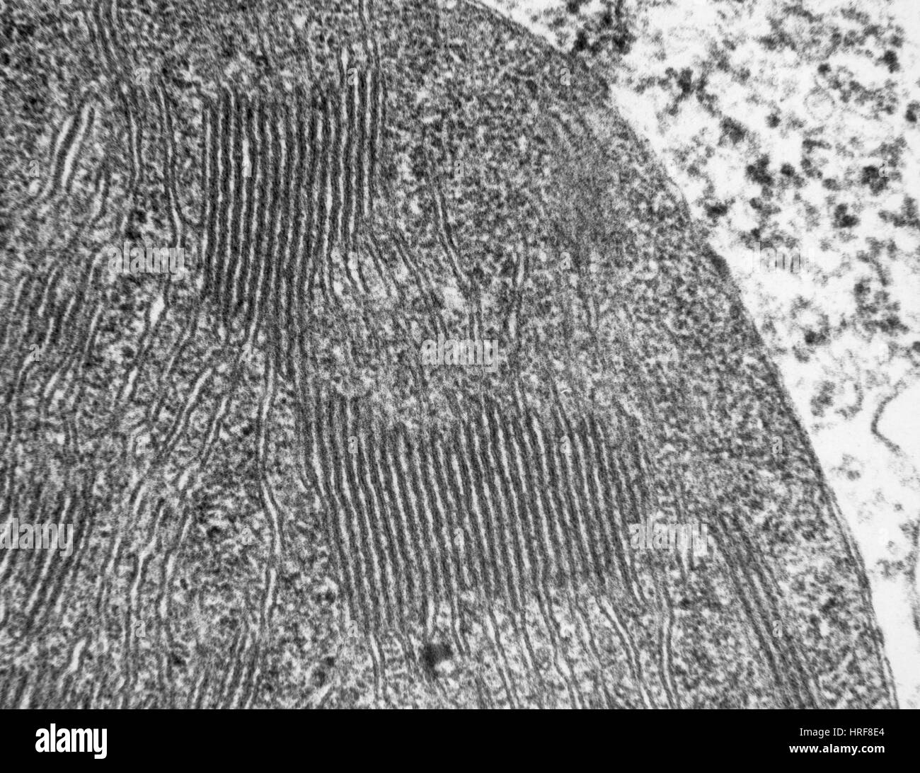 Chloroplasts in Tomato Leaf Cell, TEM Stock Photo