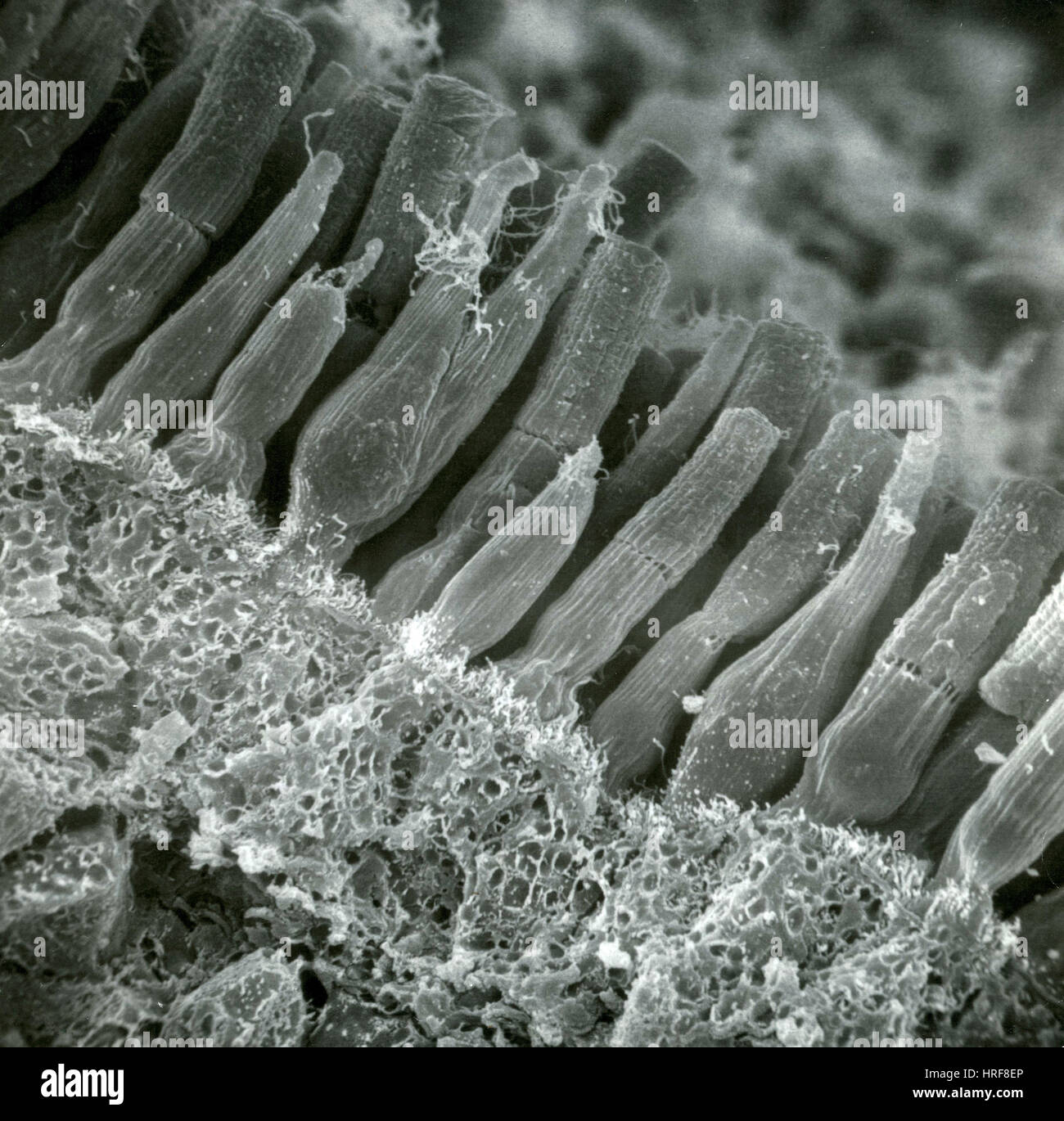 Retina rods cones hires stock photography and images Alamy