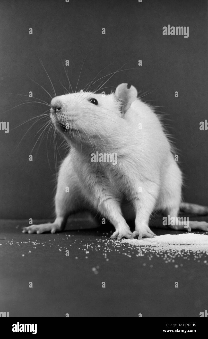 Wistar Rat Stock Photo