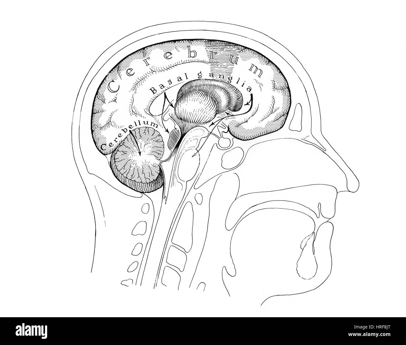 Cross section of brain Black and White Stock Photos & Images - Alamy