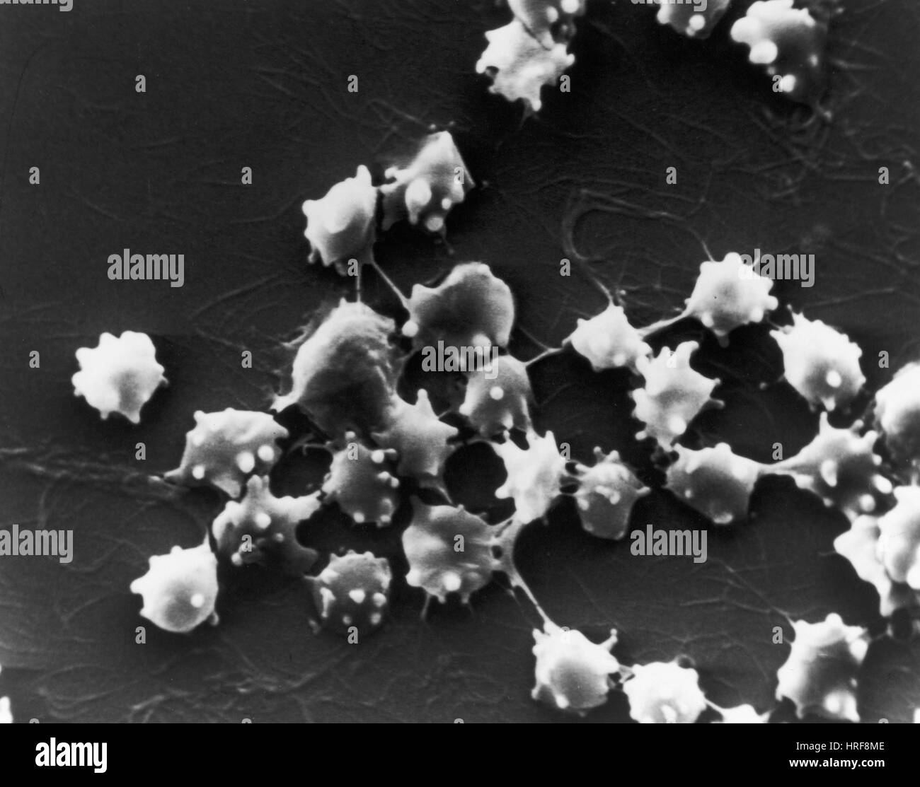 Sheep kidney Black and White Stock Photos & Images - Alamy