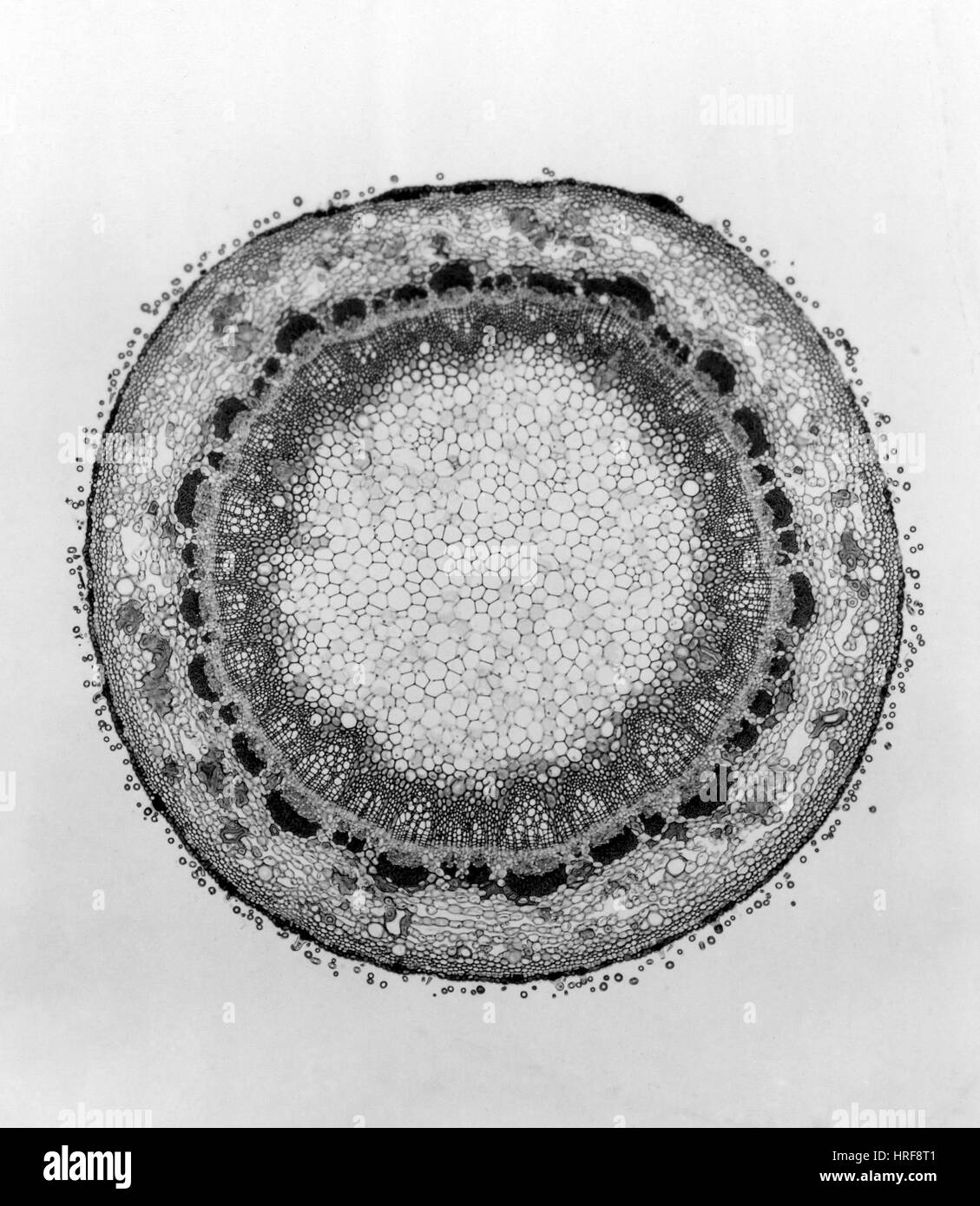 Magnolia anatomy hires stock photography and images Alamy