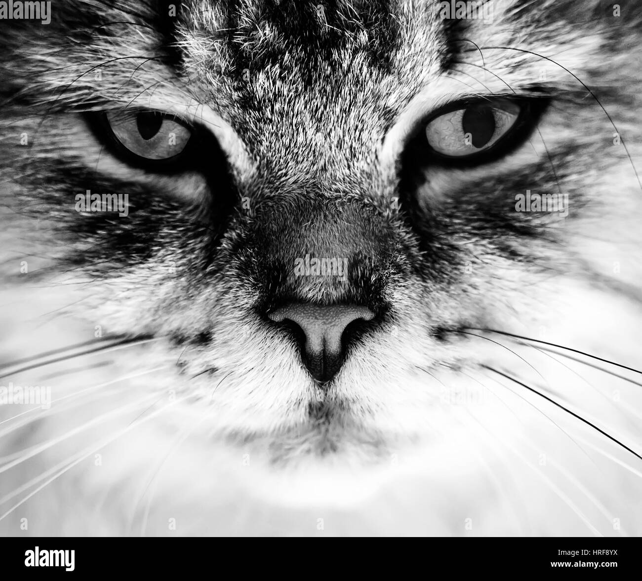 black and white close-up cat portrait Stock Photo - Alamy