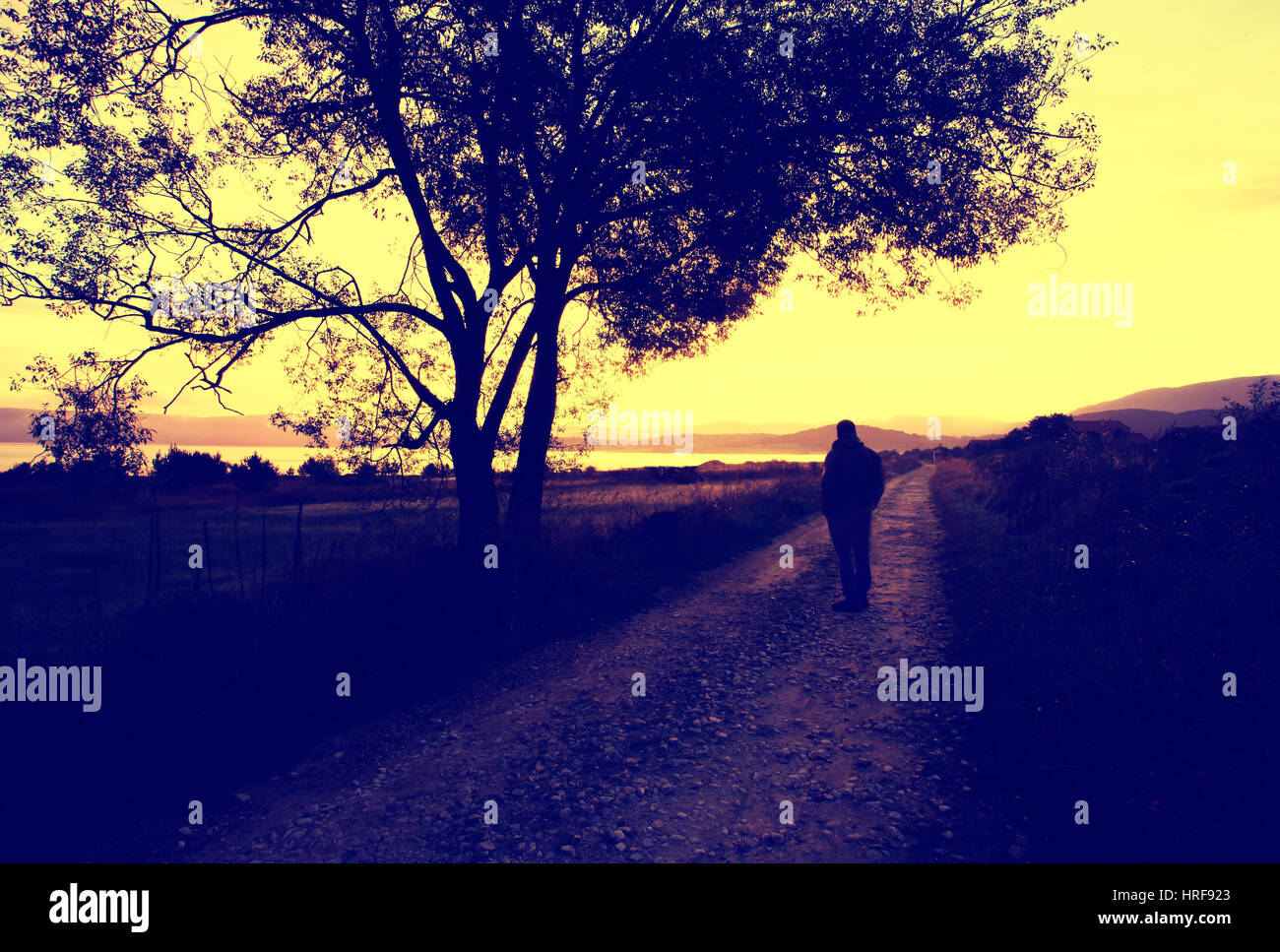 man walking on a forest road at sunset time, sepia toned image Stock ...
