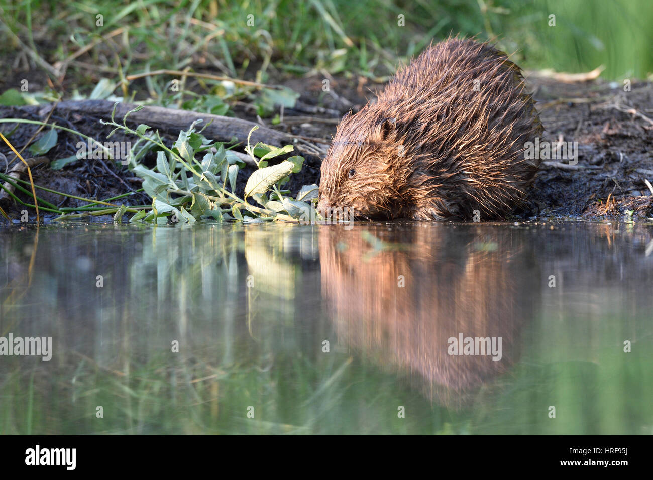 European beaver (Castor fiber) feeding the water, near Grimma, Saxony, Germany Stock Photo