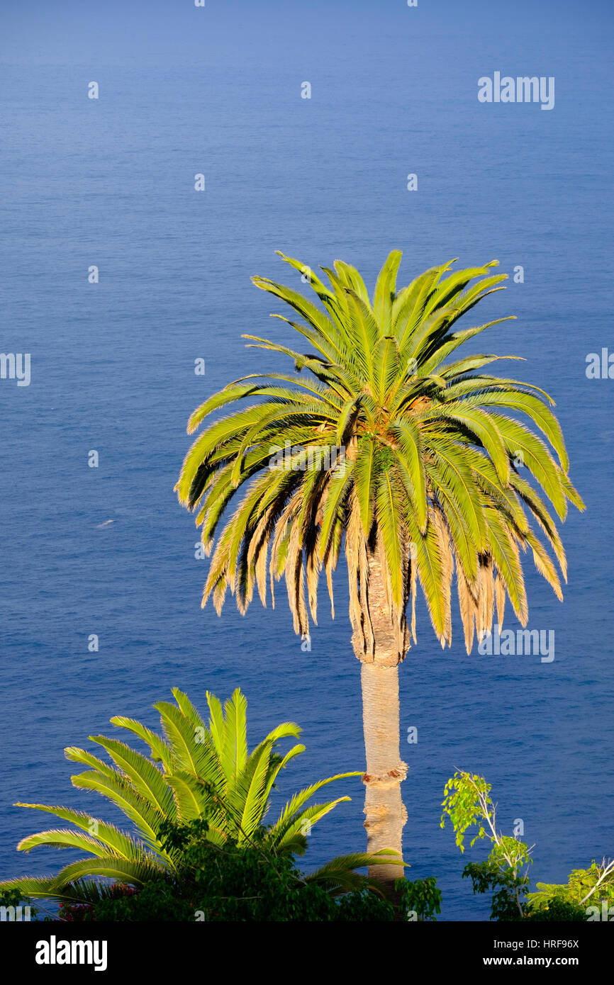 Canary Island date palm (Phoenix canariensis) in front of the sea, Tenerife, Canary Islands, Spain Stock Photo