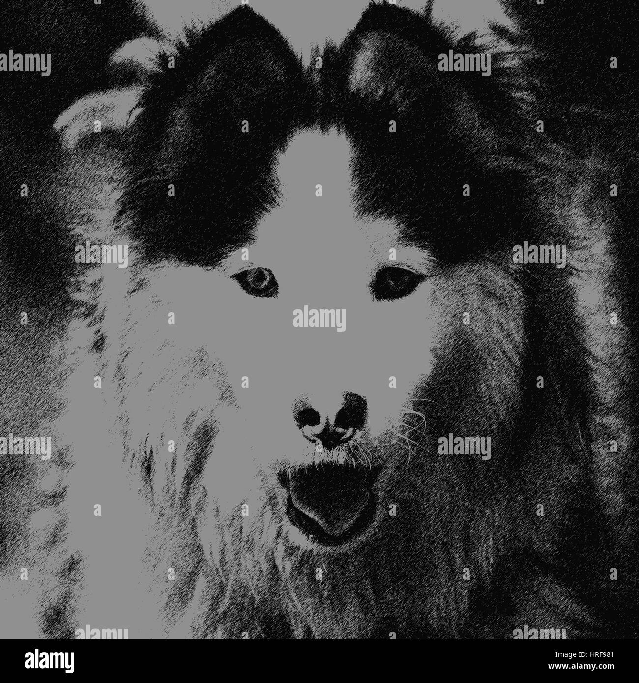 abstract sketch black and white malamute dog portrait Stock Photo