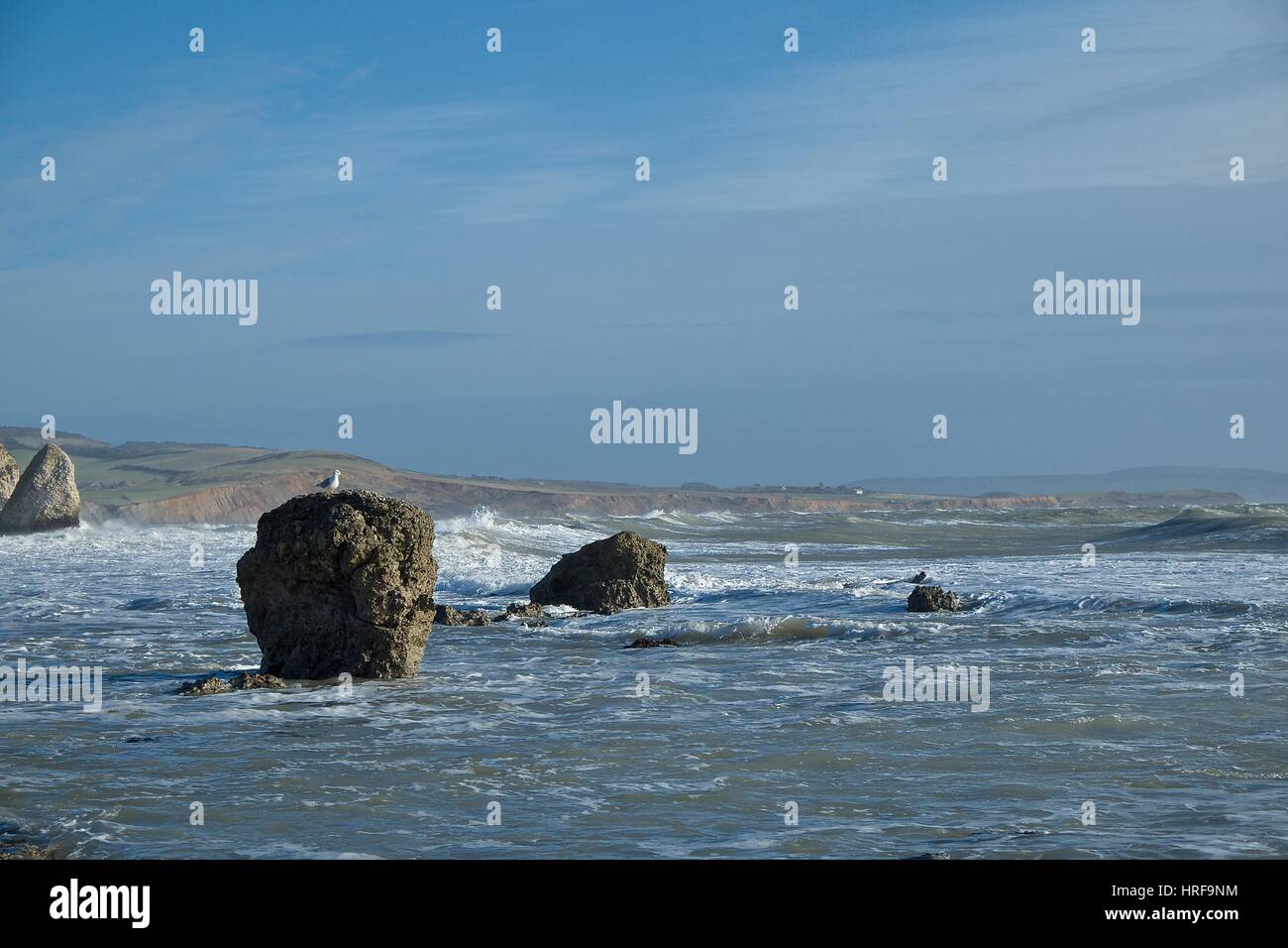 seagull on a rock at low tide at Freshwater Bay, Isle of Wight Stock Photo