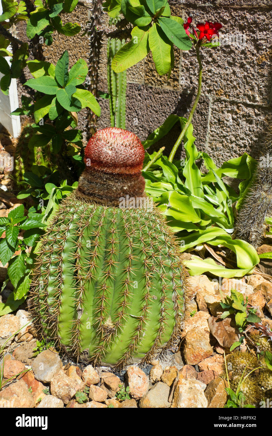 Turks Head Cactus (melocactus) Antigua West Indies Caribbean Stock Photo