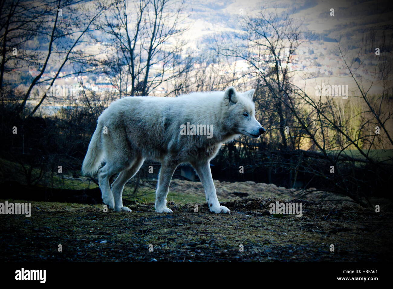 wolf - polarwolf Stock Photo - Alamy
