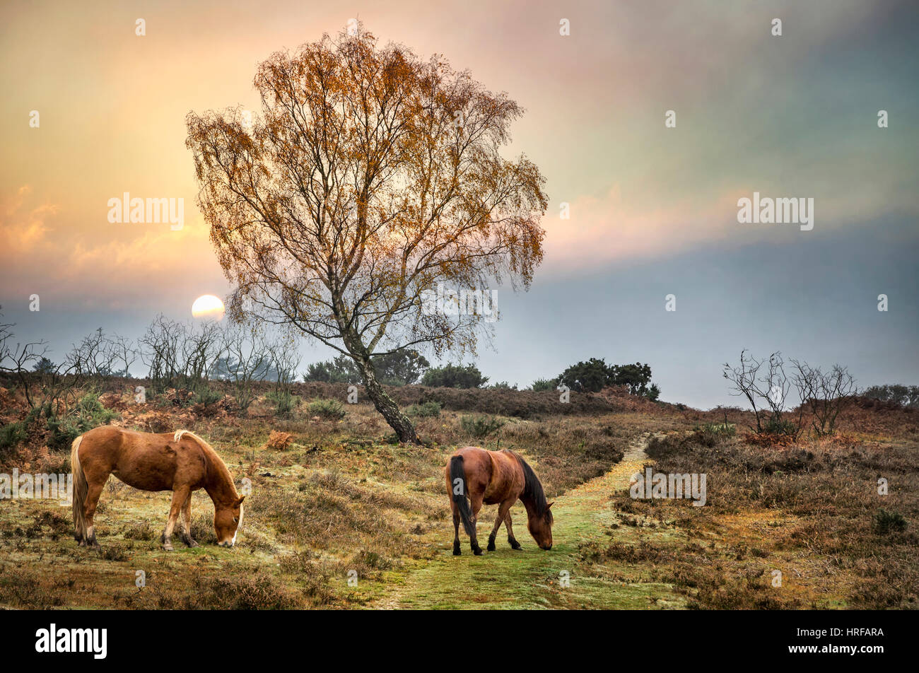 Two wild ponies grazing on moorland in The New Forest National Park Stock Photo