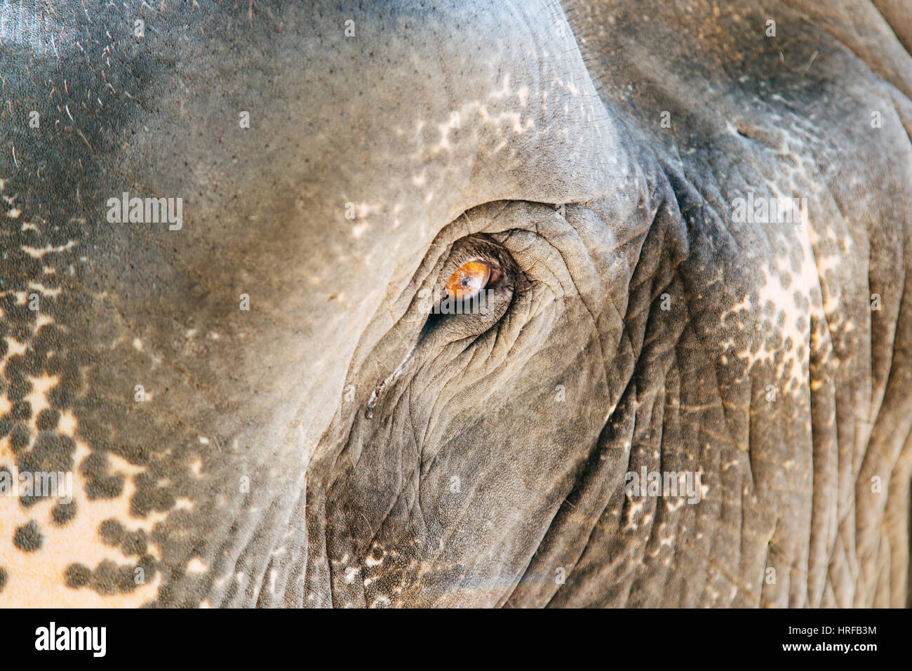 Eye of an elephant Stock Photo Alamy