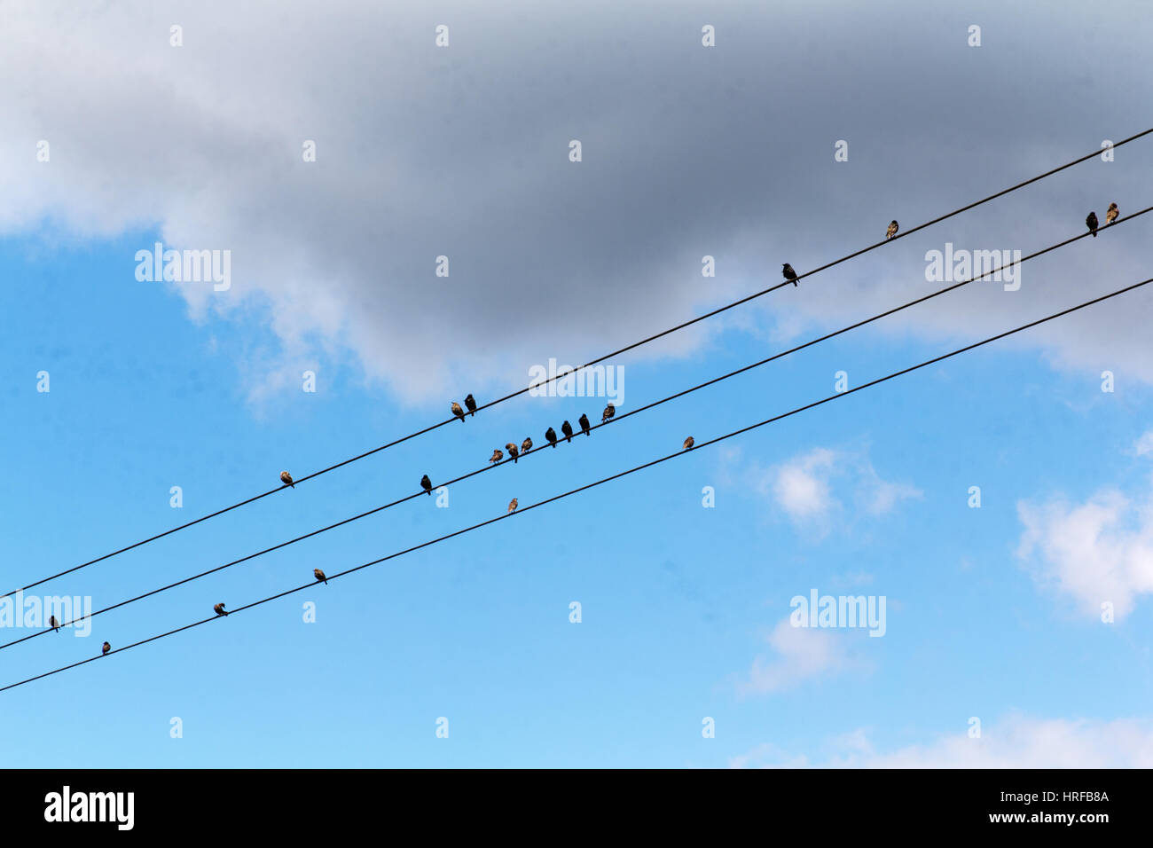 Birds sitting on wires against a blue sky with clouds Stock Photo - Alamy