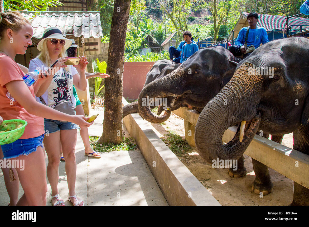 Thailand, Phuket 19 February 2017 Tourists feed the elephants