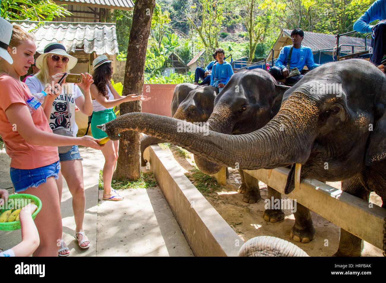 Thailand, Phuket 19 February 2017 Tourists feed the elephants