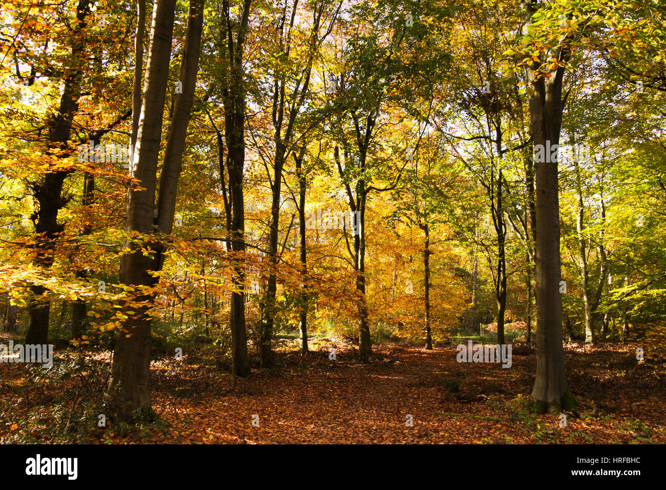 Woodland scene with autumn leaves in yellow and brown Stock Photo - Alamy