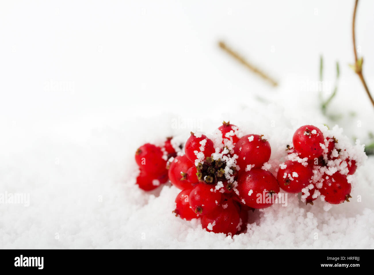 Bright red berries covered in fluffy white snow Stock Photo - Alamy