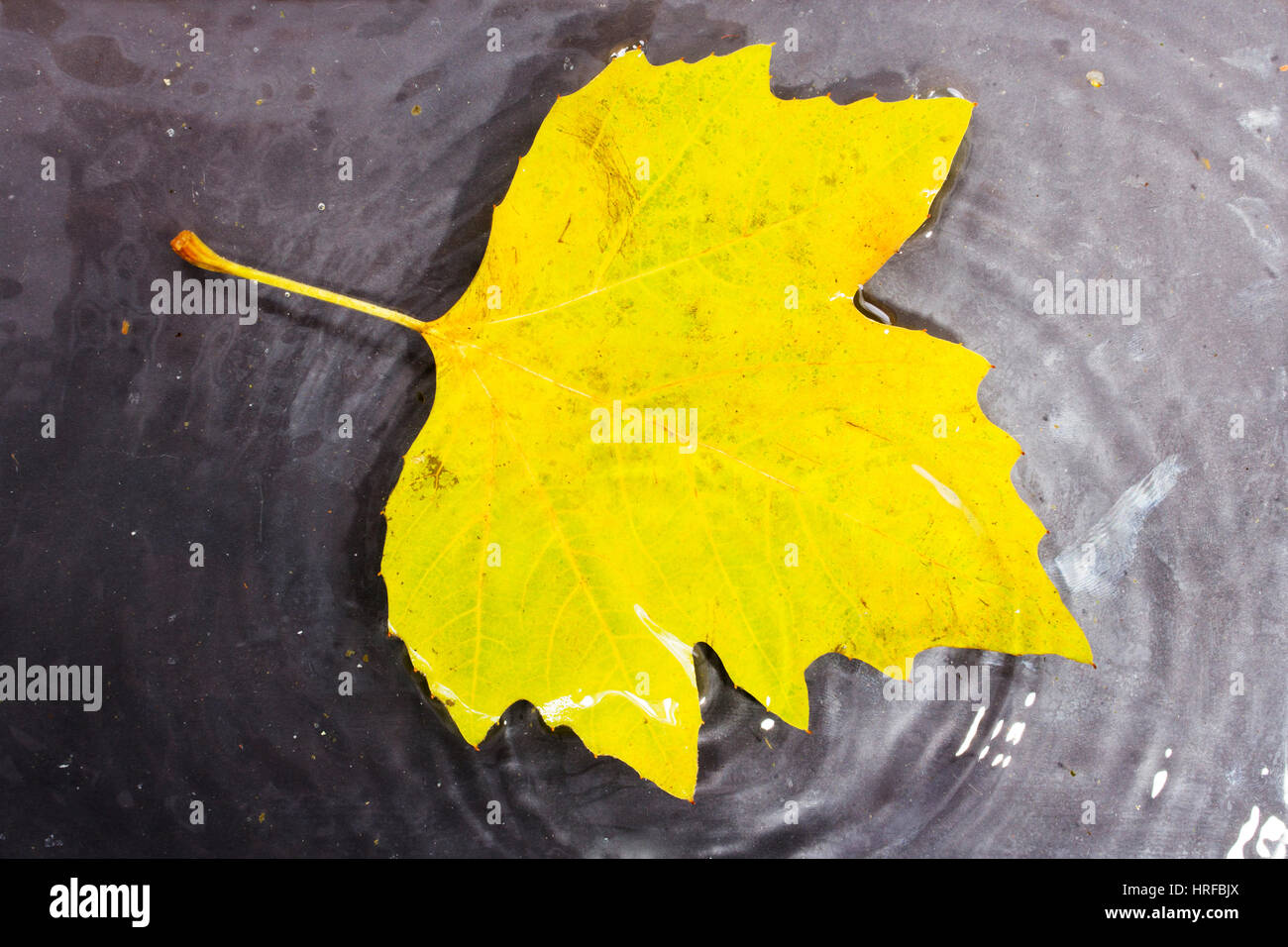 Bright colourful autumn leaf floating in water with ripples Stock Photo ...