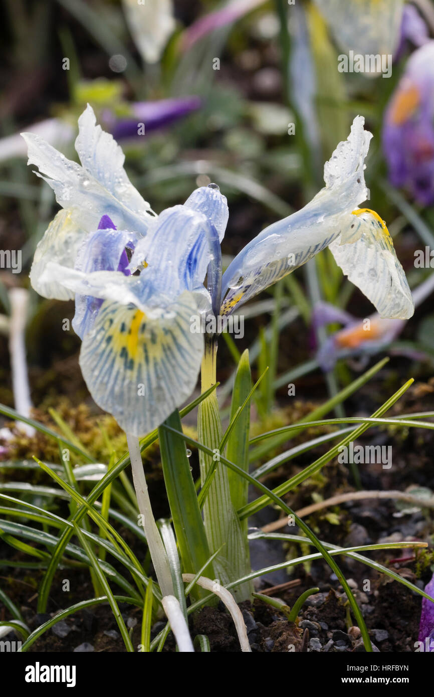 Pale blue winter flower of the dwarf bulb, Iris reticulata 'Katharine Hodgkin' Stock Photo