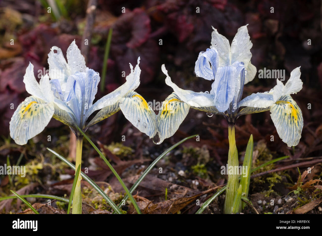 Pale blue winter flowers of the dwarf bulb, Iris reticulata 'Katharine Hodgkin' Stock Photo