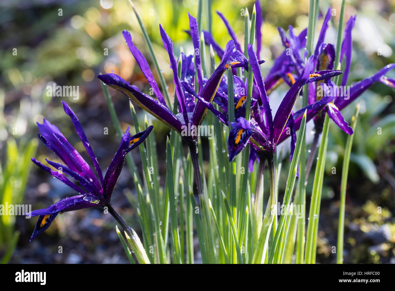 Flowers of the winter blooming dwarf bulb, Iris reticulata. Stock Photo