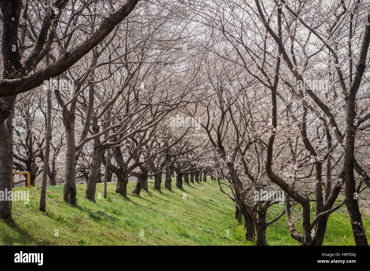 Row blooming pink cherry hi-res stock photography and images - Alamy