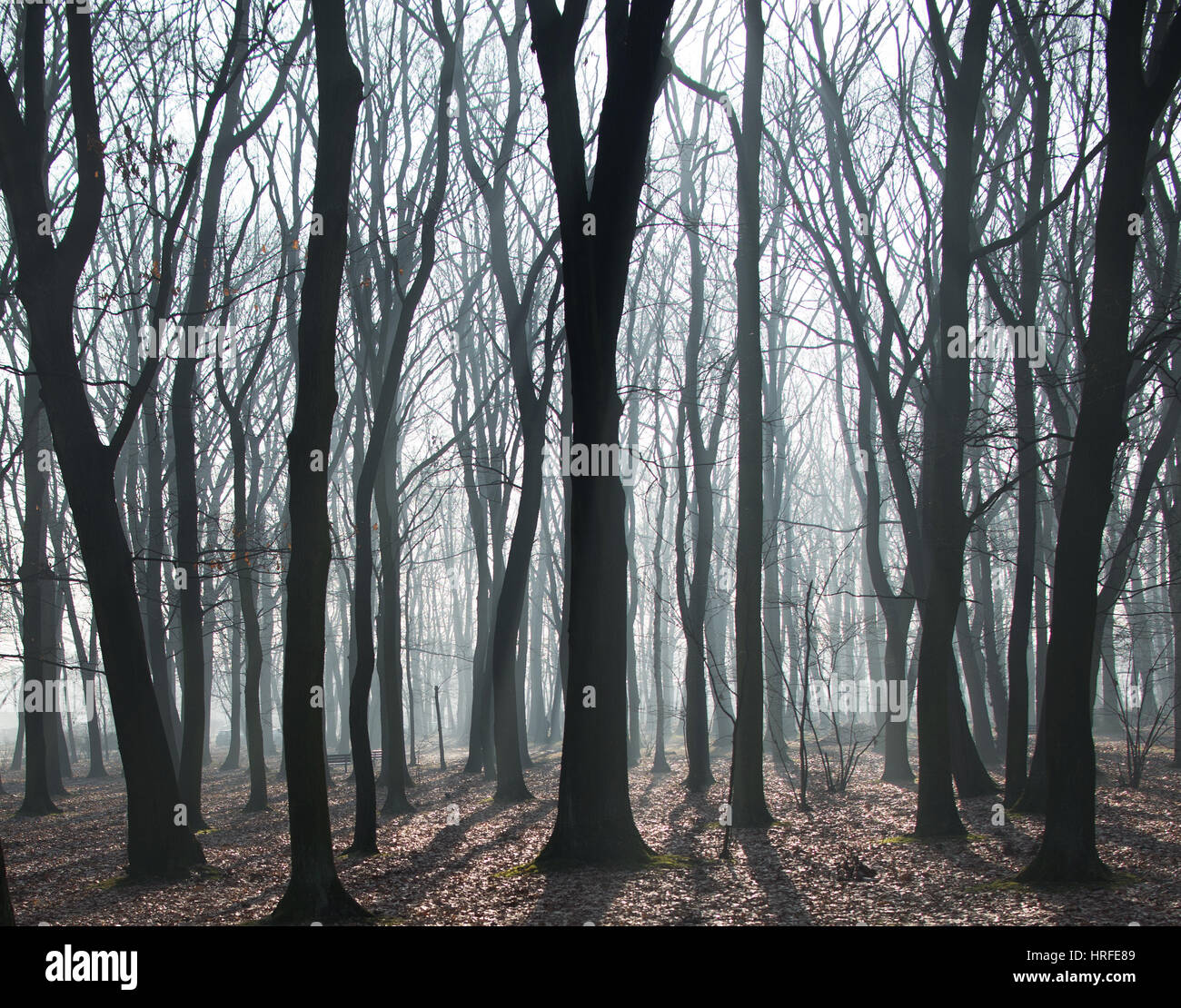 Mysterious dark old forest in fog Stock Photo - Alamy