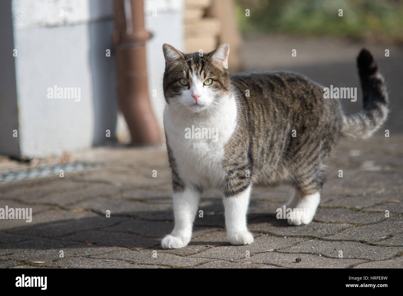 cat in the garden Stock Photo - Alamy