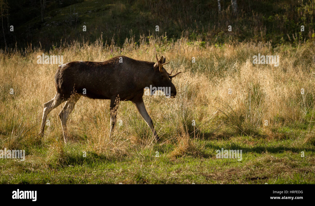 Moose aka European elk, Alces alces, bull walking towards salt lick