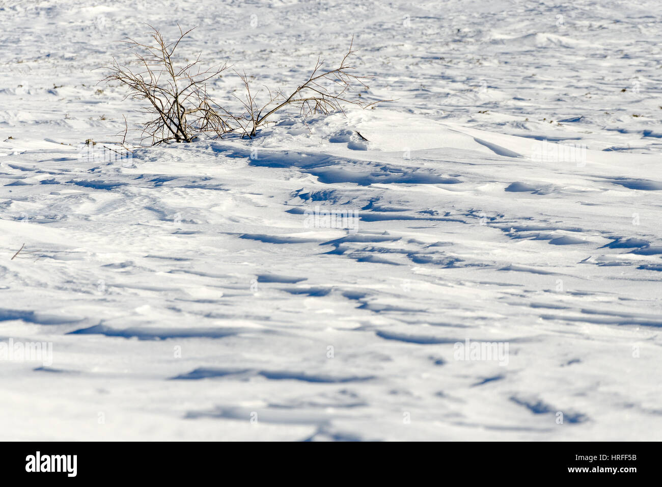 Winter snow covering the sapling or sprout of small young tree Stock Photo