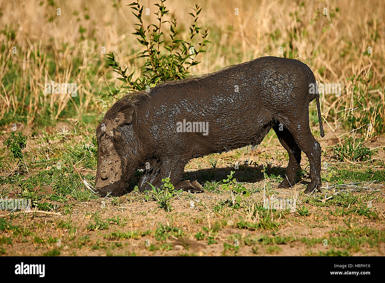 Warthog grazing after having had a mud bath Stock Photo