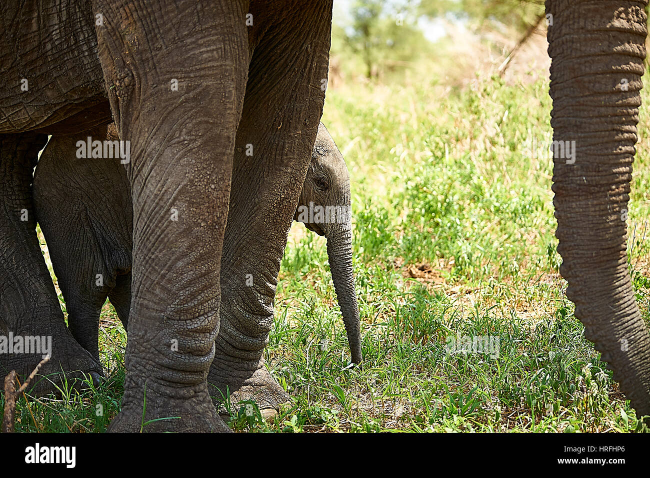 Curious elephant calf discovering the world under the protection of its