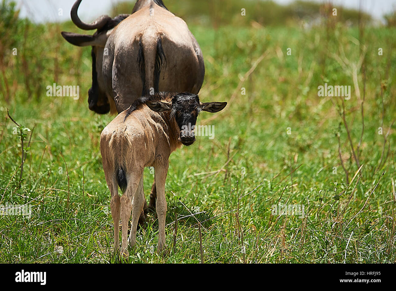 Wildebeest with calves Stock Photo