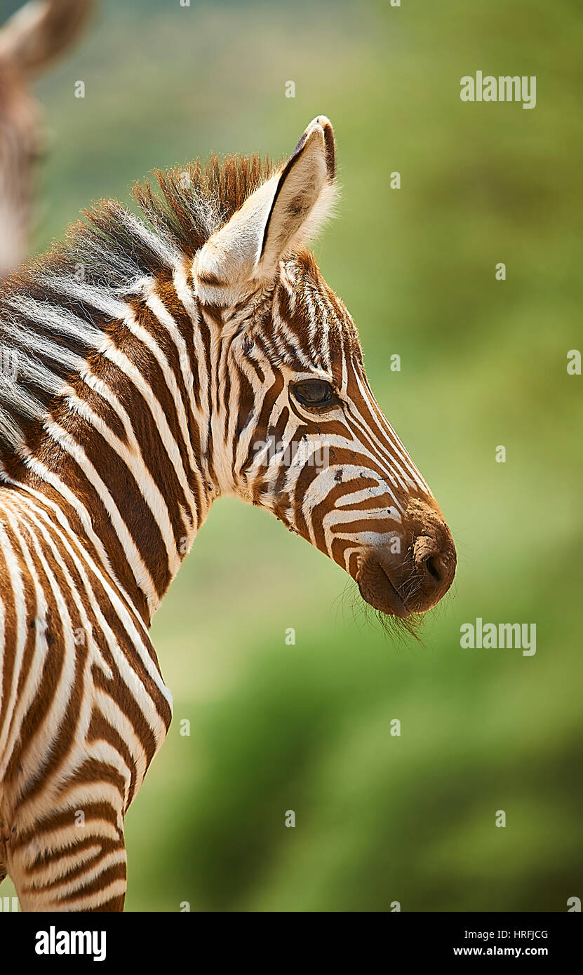 Posing young zebra Stock Photo Alamy